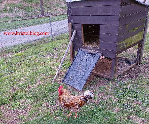Rooster and chicken coop built from scrap wood.